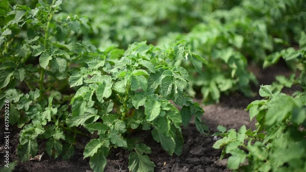 Bushes of potatoes with green leaves, gardening concept,agriculture ,4k horizontal footage. Eco food Bushes of potatoes with green leaves, gardening concept,agriculture ,4k horizontal footage. Eco food