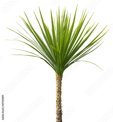 Cordyline 