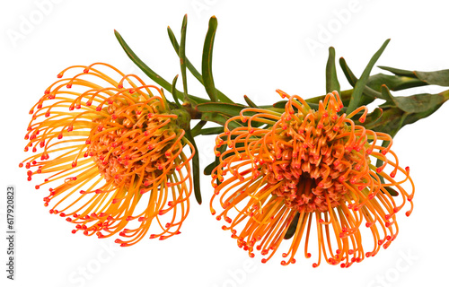 Fleurs de Protea 