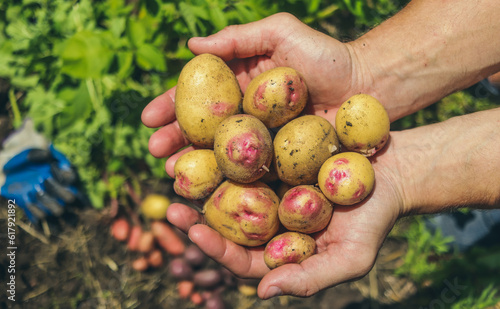 hands holding potatoes