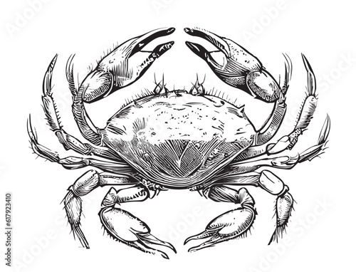 Crab sea hand drawn sketch Vector illustration Sea animals