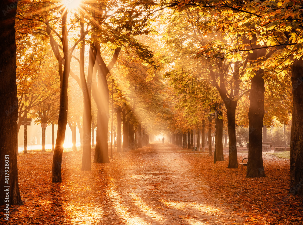 Fototapeta premium autumn mood with sunrays in the big Prater park