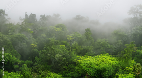 beautiful forested area full of mist in the amazon in high definition daytime photo