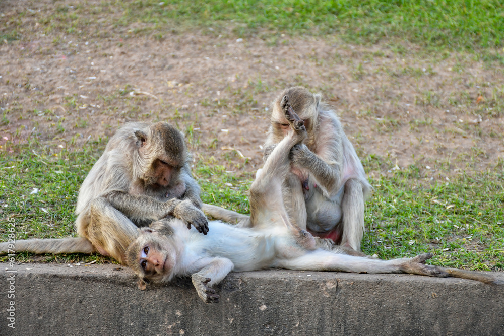 parent monkeys taking care of their young