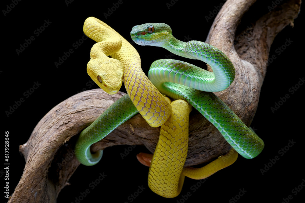 Fototapeta premium White-lipped tree viper, is a venomous pit viper species endemic to Southeast Asia.