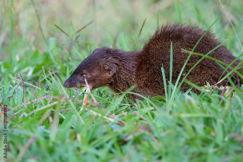 Mongoose (Urva javanica) eating a snake as their prey Mongoose (Urva javanica) eating a snake as their prey