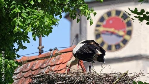 White Stork, Ciconia ciconia with small babies on the nest in Oettingen, Swabia, Bavaria, Germany in Europe. Ciconia ciconia is a bird in the stork family Ciconiidae.Its plumage is mainly white