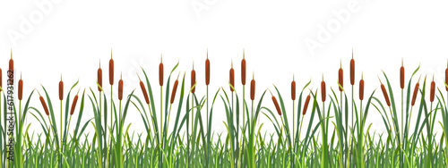 Border seamless swamp reeds. Tall wild thickets of grass. Strip of lake vegetation