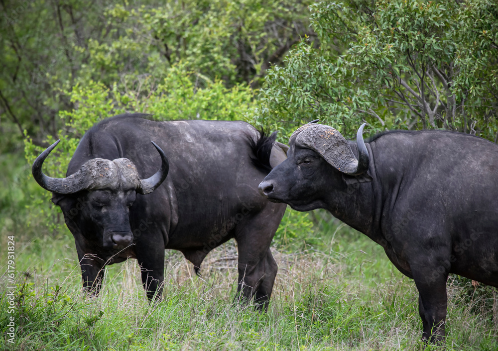 Wild bulls of the black African buffalo or Syncerus caffer, rest in the heat of the day. Wild bulls of the black African buffalo or Syncerus caffer, rest in the heat of the day.