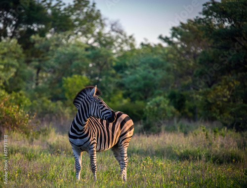 Wild young zebra in the evening African bush.