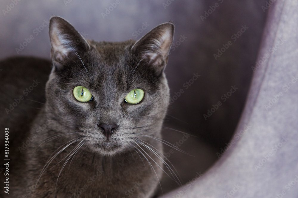 Grey cat on a sofa, cute pet at home. Healthy cat
