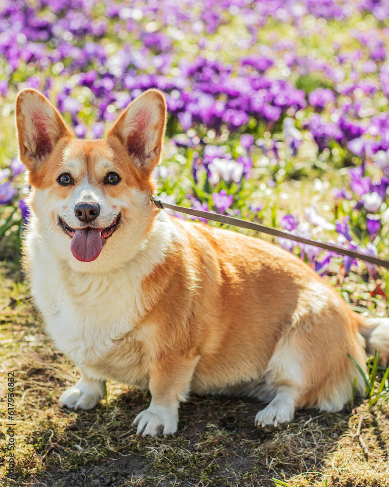 Portret corgie Portret corgie