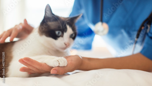 Fototapeta Naklejka Na Ścianę i Meble -  Cat Giving Paw To Veterinarian In Modern Vet Clinic Indoor