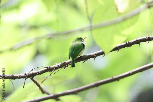Jamaican tody (Todus todus), one of the smallest birds in the world photo