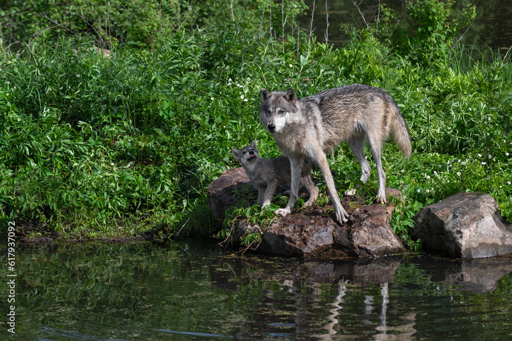 Fototapeta premium Grey Wolf (Canis lupus) Pup Looks Up at Adult on Rocks Summer