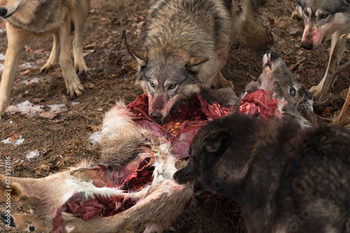 Grey Wolf  Canis lupus  on Deer Carcass Surrounded by Pack Winter