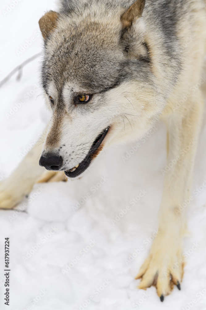 Grey Wolf (Canis lupus) Paws Spread Ears Back Winter