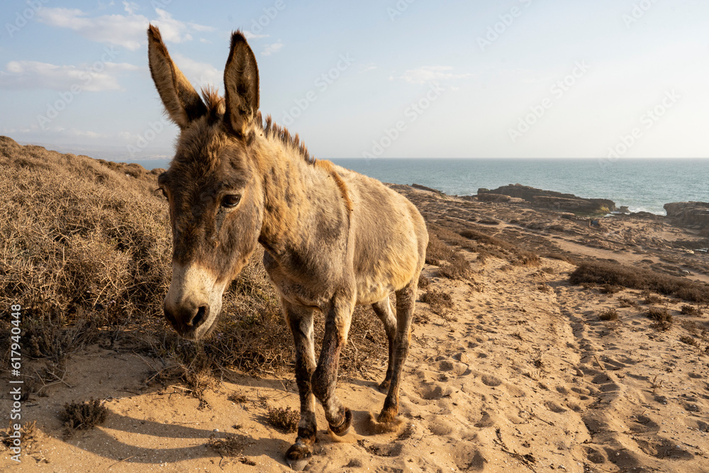 Donkey in the outskirts of Imsouane village, Morocco. Donkey in the outskirts of Imsouane village, Morocco.