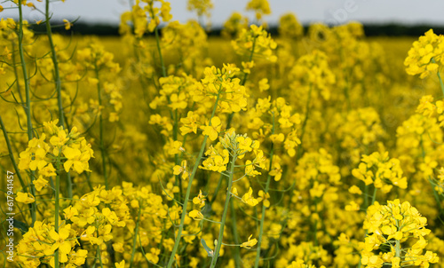 Rapeseed blooming in the field. Yellow rape flowers close-up. Growing plants for the production of oil.