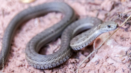 Western terrestrial (Wandering) Garter snake in defensive posture. Zion National Park, Utah, USA.