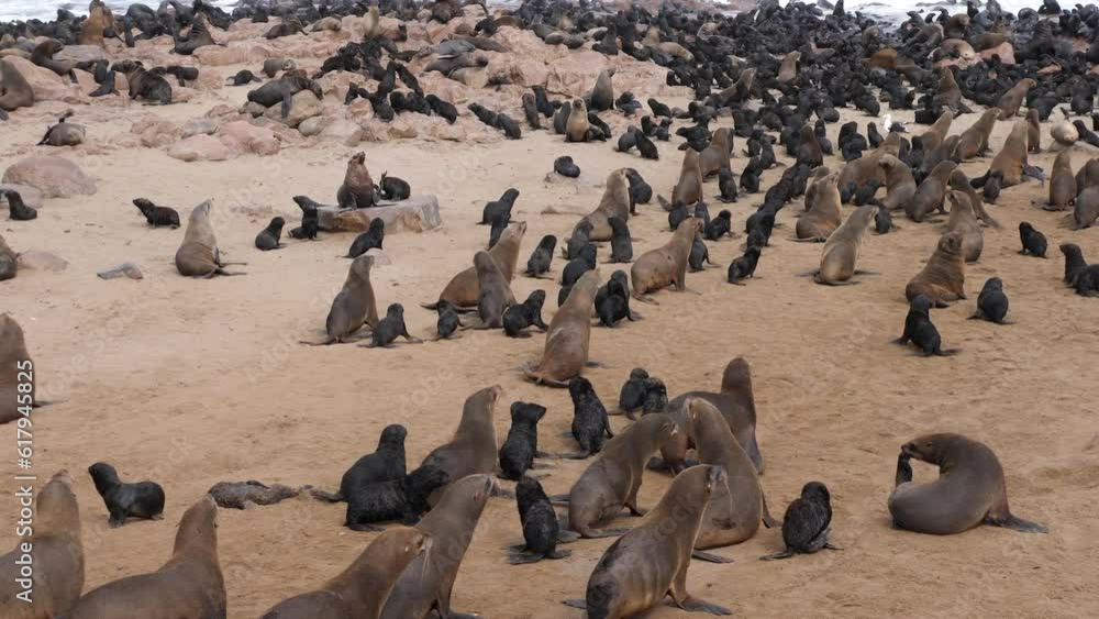 Colony of Seals running away in the Cape Cross Nature Reserve in the Skeleton Coast, Namib desert, western Namibia. Home to one of the largest colonies of Cape fur seals in the world. Colony of Seals running away in the Cape Cross Nature Reserve in the Skeleton Coast, Namib desert, western Namibia. Home to one of the largest colonies of Cape fur seals in the world.