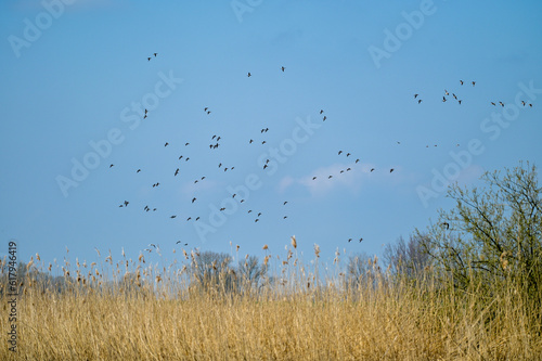 Viele Vögel fliegen am blauem Himmel über der Elbe in der Elbtalaue Penkefitz bei Hitzacker, Niedersachsen, Deutschland