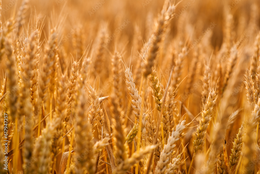 Golden ears of wheat in the field close-up. Wheat field at sunset. Mature wheat. Banner, desktop wallpapert Golden ears of wheat in the field close-up. Wheat field at sunset. Mature wheat. Banner, desktop wallpapert