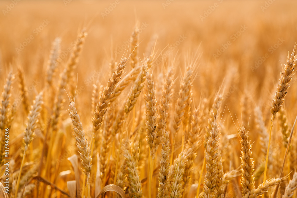 Golden ears of wheat in the field close-up. Wheat field at sunset Golden ears of wheat in the field close-up. Wheat field at sunset