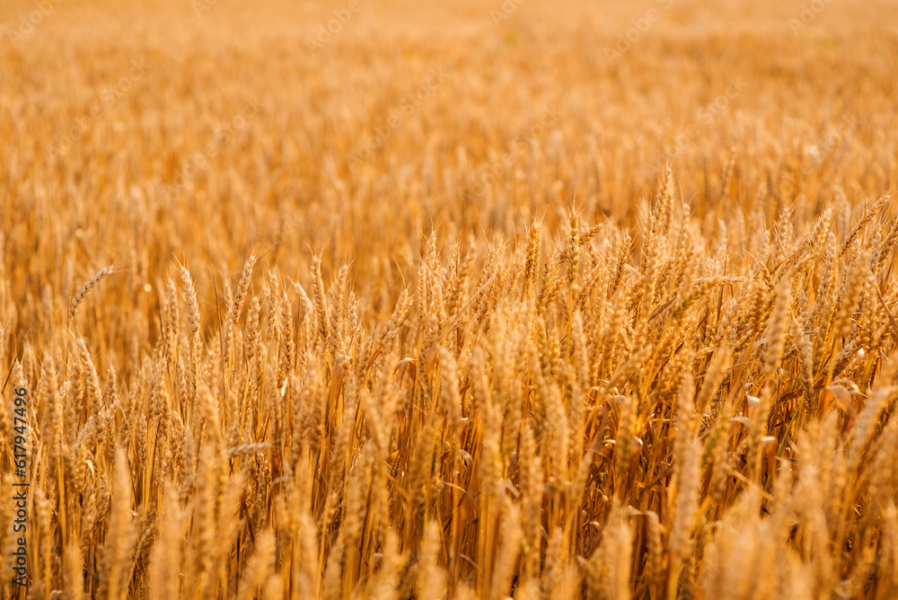 Golden ears of wheat in the field close-up. Wheat field at sunset. Mature wheat. Banner, desktop wallpapert Golden ears of wheat in the field close-up. Wheat field at sunset. Mature wheat. Banner, desktop wallpapert