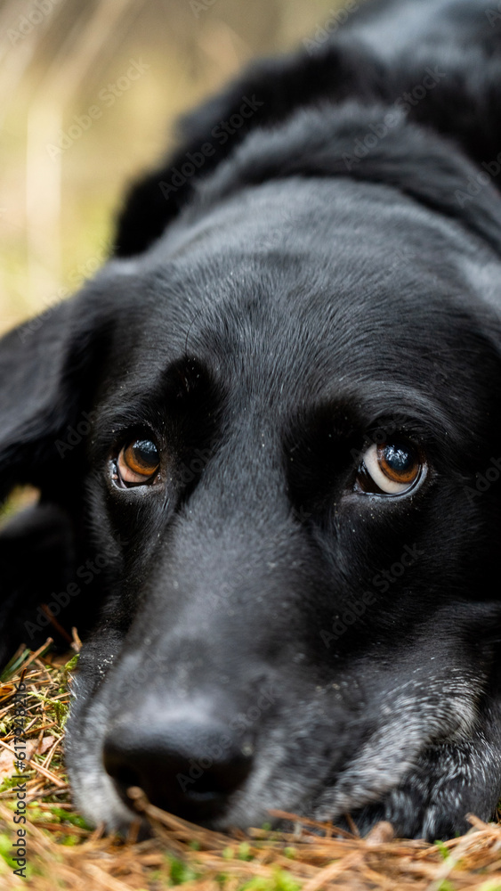 black dog portrait with sad face and bronw eays black dog portrait with sad face and bronw eays