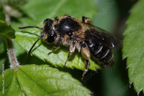 Close up of a furry Andrena mining bee resting on green leaf. Long Island, New York, USA