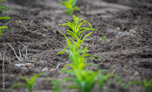 Corn emerging in the field. Small corn plants, saturated green in color. Moist and fertile soil in the field.