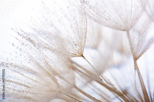 flower fluff  dandelion seeds with dew dop - beautiful macro photography with abstract bokeh background