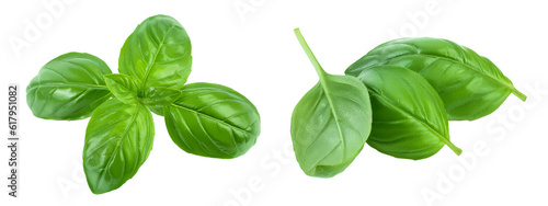 Fresh basil leaf isolated on white background with full depth of field. Top view. Flat lay