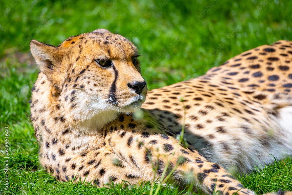 Portrait of cheetah. Close-up view of big cat and the fastest land animal. Portrait of cheetah. Close-up view of big cat and the fastest land animal.