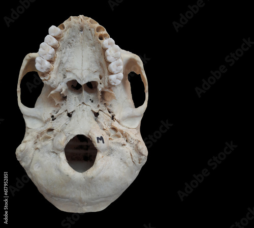 Anatomical Study: Base of Human Skull on Black Background