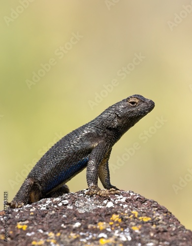 Close up of small lizard standing on a rock.