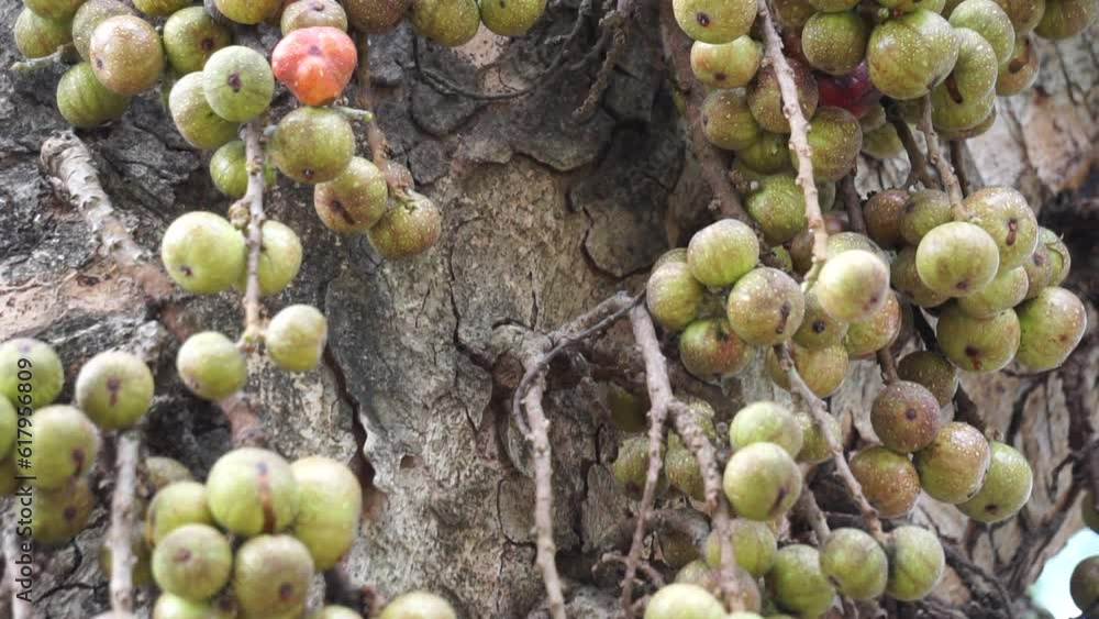 Ficus racemosa (the cluster fig, red river fig, gular, elo, loa, Ficus ...