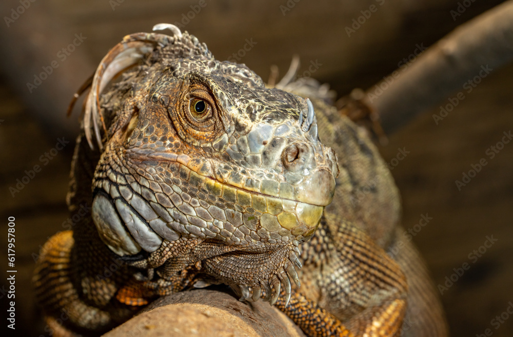 An ordinary iguana. A green iguana. Iguana iguana. Close-up. An ordinary iguana. A green iguana. Iguana iguana. Close-up.