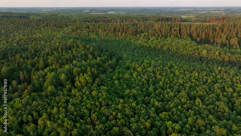 Forest on sunset. Bird's eye view of wildlife. Drone shot flying over spruce treetops in wild. Nature landscape footage. Fir-tree and Spruse trees in forest on sunset. Over Wilderness wildlife. Forest on sunset. Bird's eye view of wildlife. Drone shot flying over spruce treetops in wild. Nature landscape footage. Fir-tree and Spruse trees in forest on sunset. Over Wilderness wildlife.