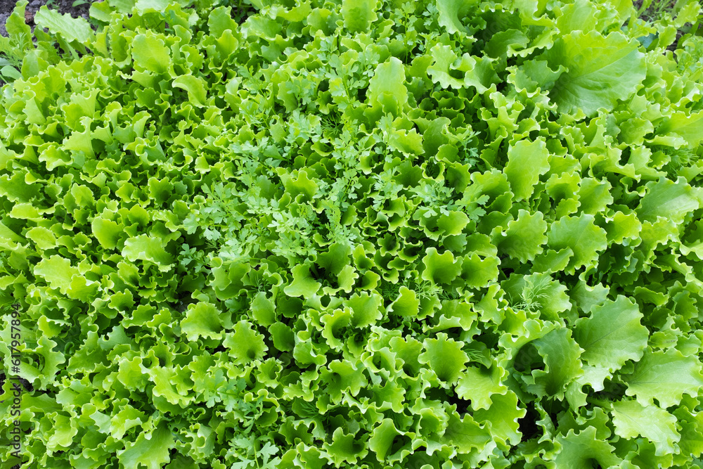 Fresh salad leaves, top view. Background from lettuce leaves plant for publication, design, poster, calendar, post, screensaver, wallpaper, postcard, banner, cover, website. High quality photo Fresh salad leaves, top view. Background from lettuce leaves plant for publication, design, poster, calendar, post, screensaver, wallpaper, postcard, banner, cover, website. High quality photo