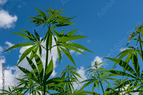 beautiful hemp leaf on a marijuana field under the blue sky with sun and clouds for legalization of medical cannabis products cbd thc illegal drug legal leafes lush dope farm