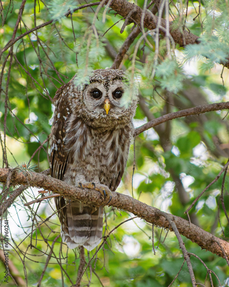 A barred owl is sitting on a tree branch in summer time
A barred owl is sitting on a tree branch in summer time