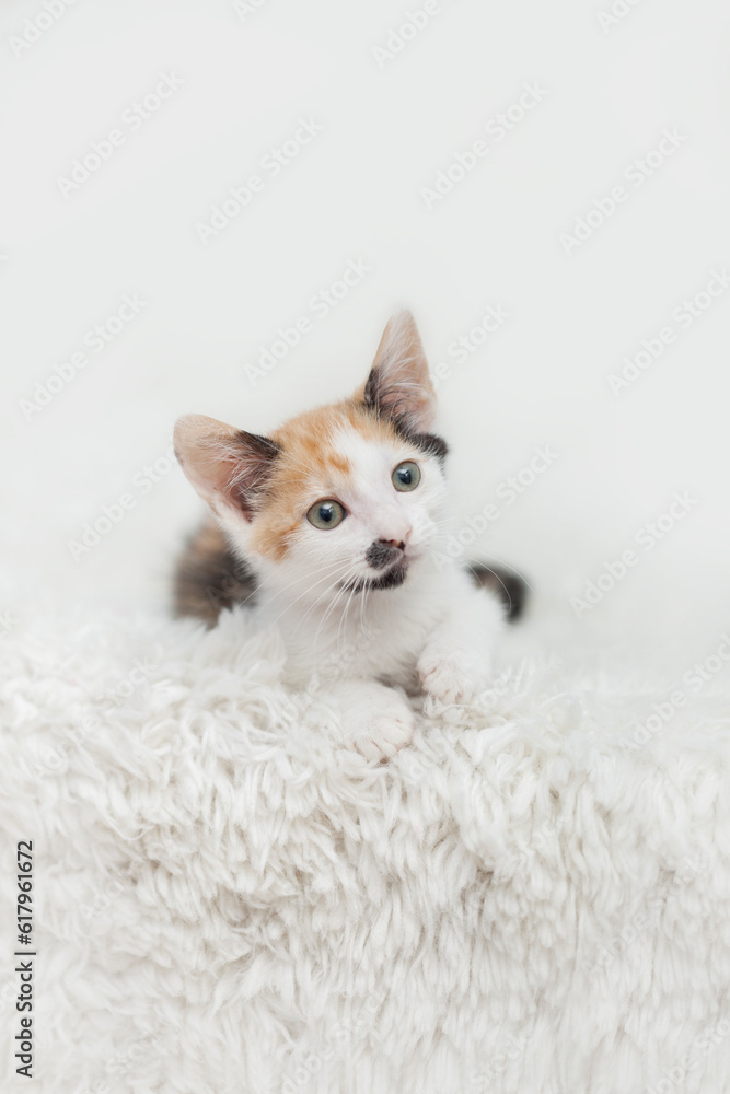 White Calico Kitten with funny mustache marking on face, laying on White Shag Rug, white background.