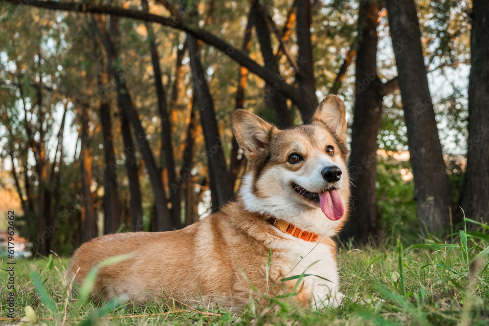 Welsh Corgi Pembroke puppy on grass outdoor, happy smiling dog Welsh Corgi Pembroke puppy on grass outdoor, happy smiling dog