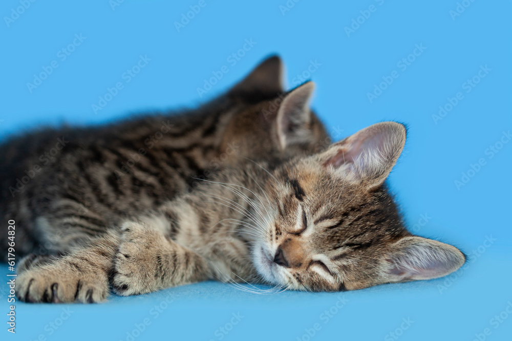 Two identical Hemingway tabby kittens sleeping one behind the other, blue background. Two identical Hemingway tabby kittens sleeping one behind the other, blue background.