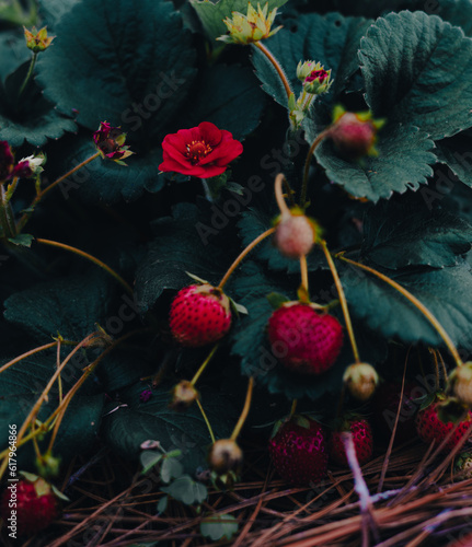 Potted Garden Red Strawberry With Many Riped Berries Hanging