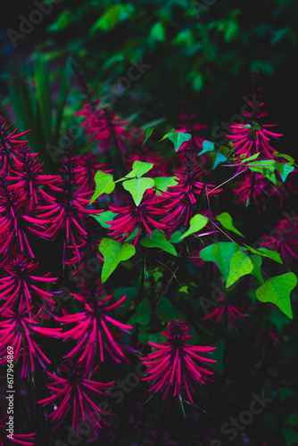 Beautiful small vibrant pink flowers with dark green leaves on the bush