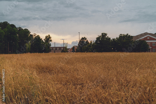 Tree and wheat field in Donald E. Davis Arboretum