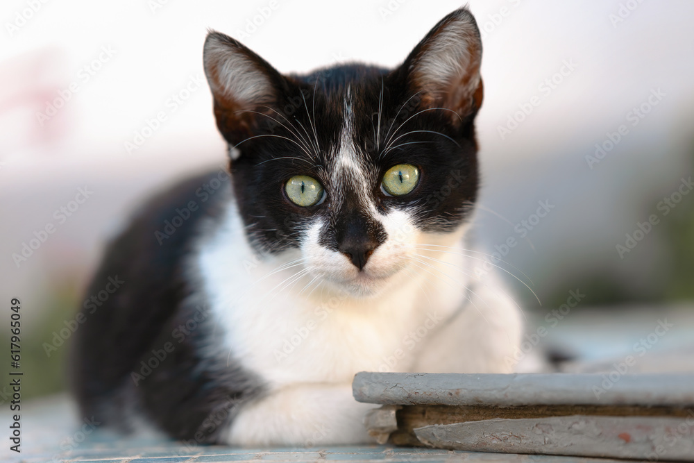 adorable black and white kitten
